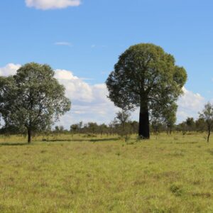 A closer view of the field with one thick tree and one thin tree beside each other