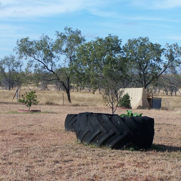 Field with trees inside a tire