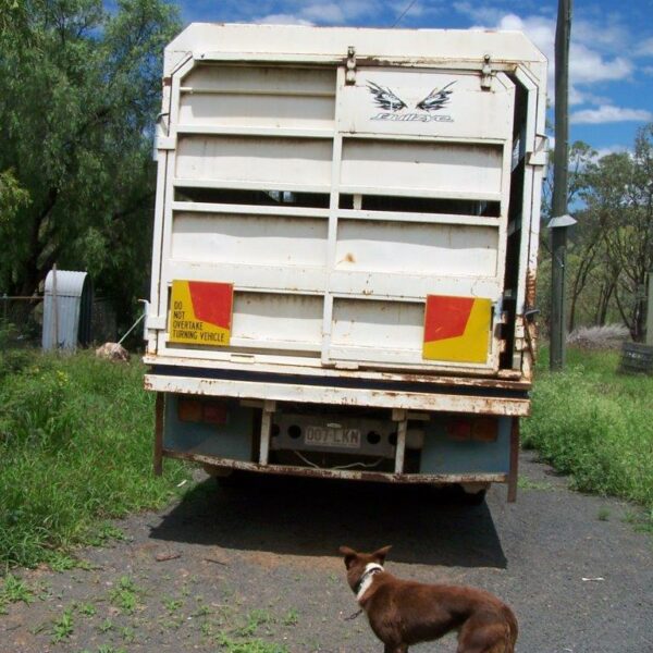 White truck with a brown dog